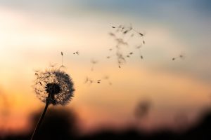 decorative image: dandelion