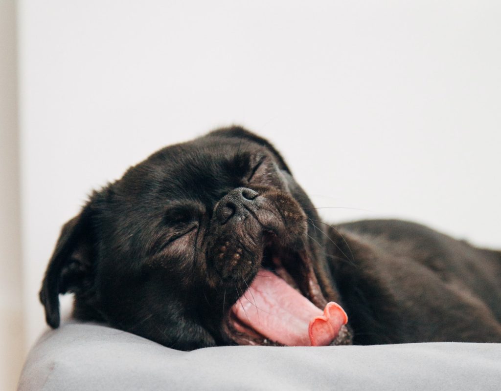 dog yawning on a mattress