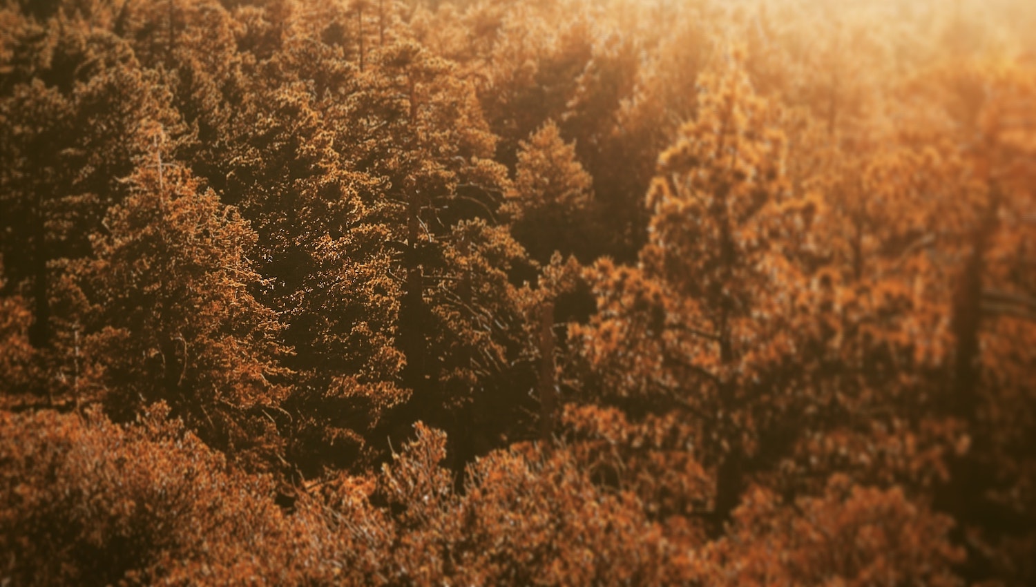 fall decorative image